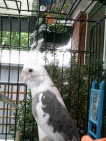 Lost Cockatiel