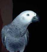 Lost African Grey