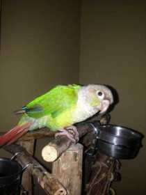 Lost Conure