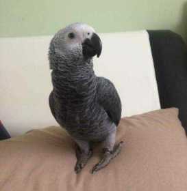 Lost African Grey