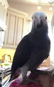 Lost African Grey