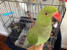 Lost Indian Ringneck Parakeet