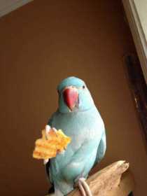 Lost Indian Ringneck Parakeet