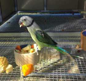 Lost Malabar Parakeet