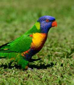 Lost Lory / Lorikeet