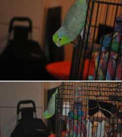 Lost Parrotlet