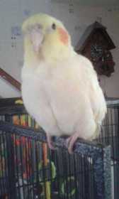 Lost Cockatiel