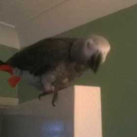 Lost African Grey