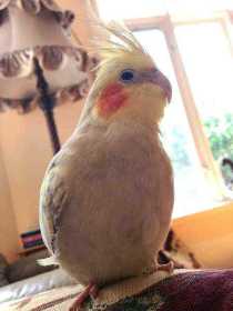 Lost Cockatiel
