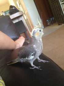 Lost Cockatiel