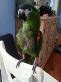 Lost Macaw