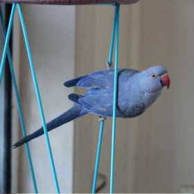 Lost Indian Ringneck Parakeet