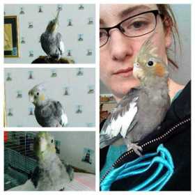 Lost Cockatiel