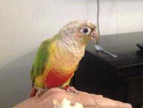 Lost Conure