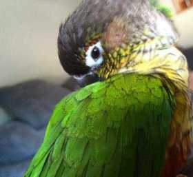 Lost Conure