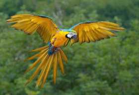 Lost Macaw