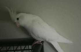 Lost Cockatiel