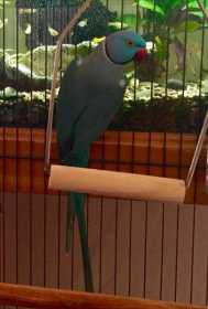 Lost Indian Ringneck Parakeet