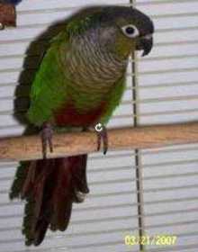 Lost Conure