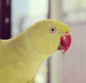 Lost Indian Ringneck Parakeet