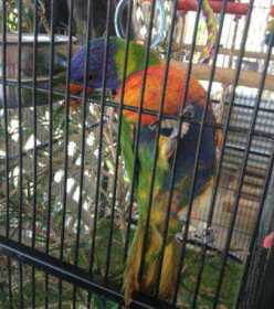 Lost Lory / Lorikeet