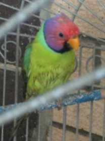 Lost Plum-Headed Parakeet