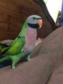 Lost Mustached / Moustached Parakeet