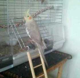 Lost Cockatiel