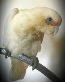 Lost Corella Cockatoo