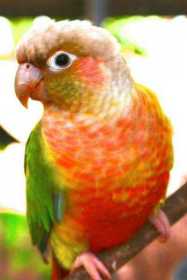 Lost Conure