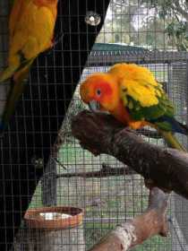 Lost Conure