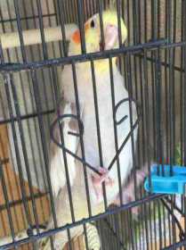 Lost Cockatiel