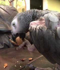 Lost African Grey