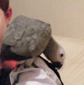 Lost African Grey