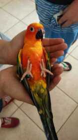 Lost Conure