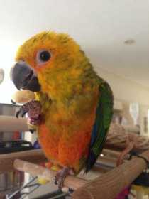 Lost Conure