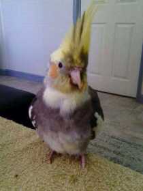 Lost Cockatiel
