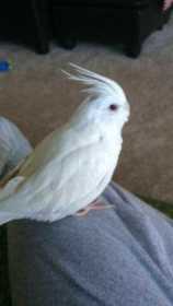 Lost Cockatiel