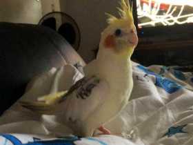 Lost Cockatiel