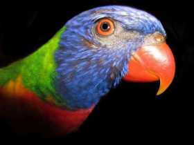 Lost Lory / Lorikeet