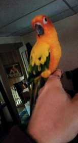 Lost Conure