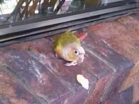 Lost Conure