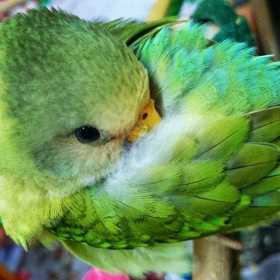 Lost Plum-Headed Parakeet