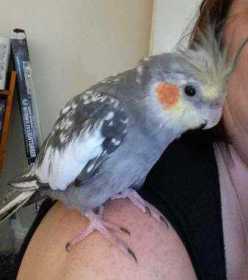 Lost Cockatiel