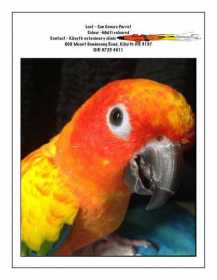 Lost Conure