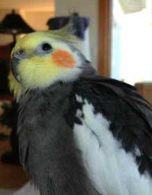 Lost Cockatiel