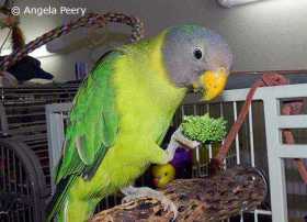 Lost Plum-Headed Parakeet