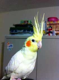 Lost Cockatiel