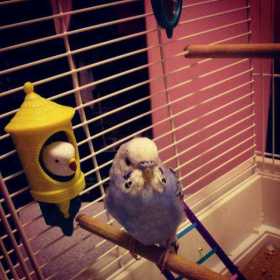 Lost Budgerigar