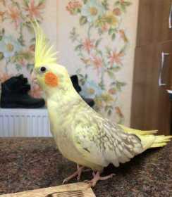 Lost Cockatiel